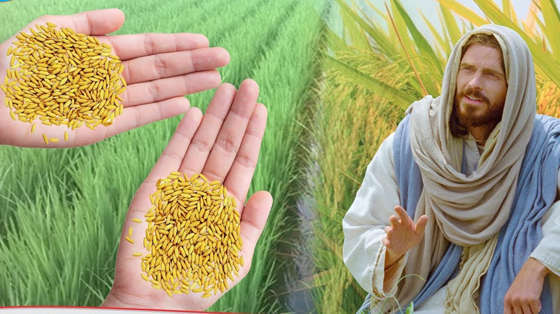 BÔNG LÚA TRĨU HẠT (30/01/2026 - THỨ SÁU TUẦN 3 THƯỜNG NIÊN)